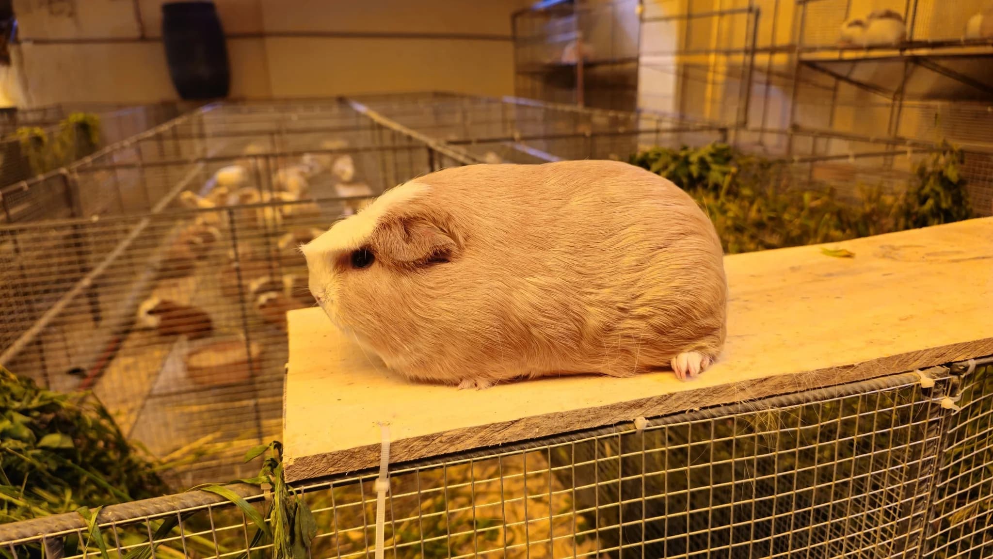 Asesoría Técnica Integral