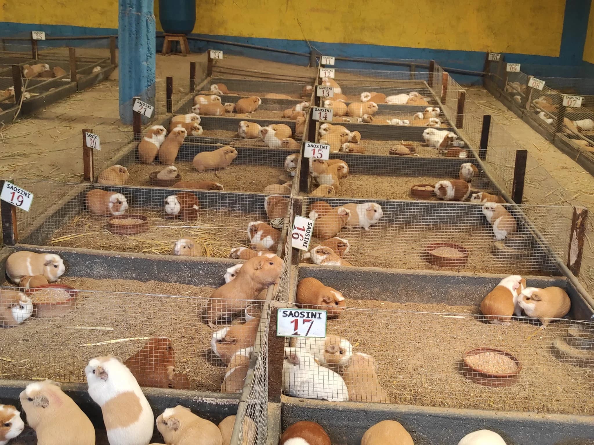 Excelencia en la Crianza de Cuyes