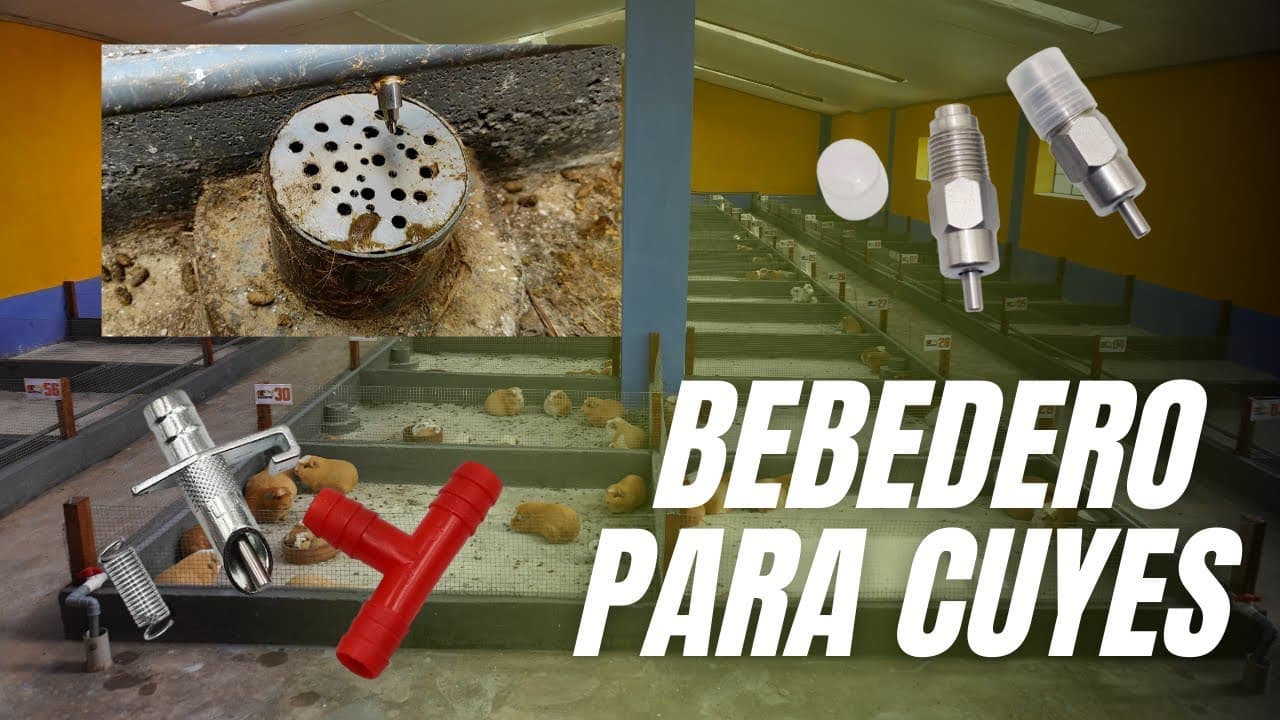 Cómo instalar bebederos automáticos para cuyes | Sistema de PVC Duradero