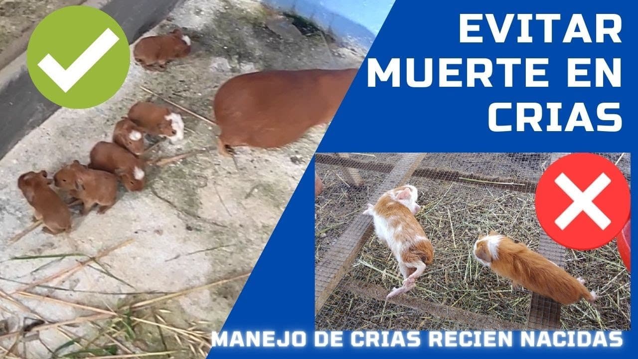 Cómo cuidar crías de cuyes recién nacidas | Guía de Manejo Saosini