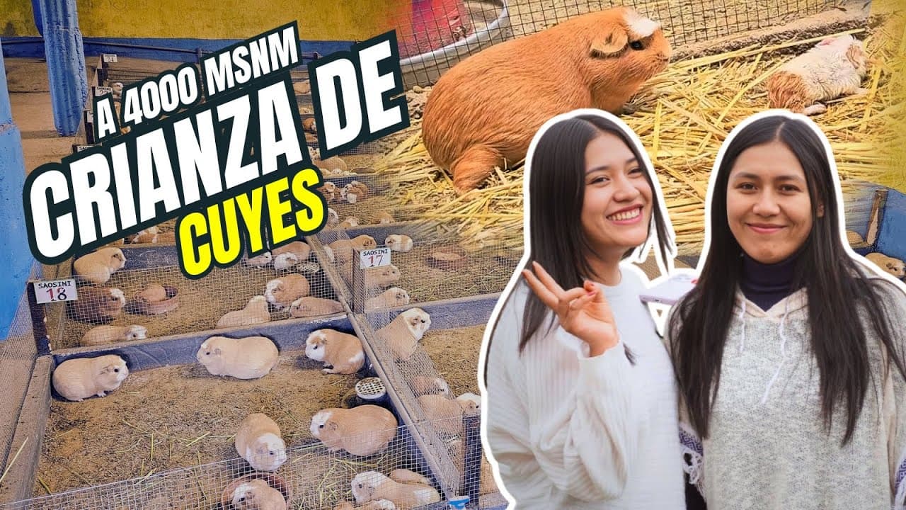 Sobre Nosotros | Granja Saosini - Especialistas en Cuyes Mejorados